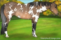 Horse Color:White Spotted Buckskin Rabicano
