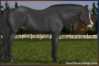 Horse Color:Black Splash 