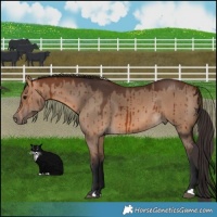 Horse Color:Bay Dun Brindle 