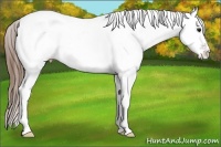 Horse Color:White Spotted Buckskin Dun Tobiano Appaloosa Rabicano