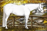 Horse Color:Liver Chestnut Appaloosa 