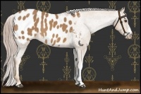Horse Color:Palomino Appaloosa 