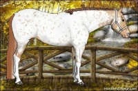 Horse Color:Red Dun Roan Tobiano Appaloosa 