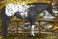 Horse Color:Black Appaloosa