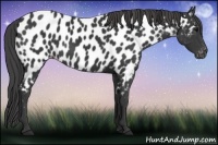 Horse Color:Black Appaloosa
