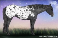 Horse Color:Black Appaloosa