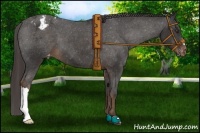 Horse Color:Liver Chestnut Appaloosa 