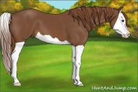 Horse Color:Chestnut Splash