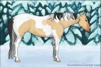Horse Color:Bay Dun Tobiano 