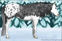 Horse Color:Black Ice Sabino Splash Appaloosa 