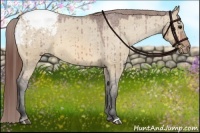Horse Color:Bay Dun Appaloosa 