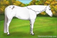 Horse Color:White Spotted Bay Sabino Splash Frame Appaloosa 