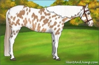 Horse Color:Buckskin Sabino Tobiano Near Leopard Rabicano 