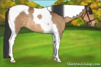 Horse Color:Buckskin Tobiano Rabicano