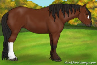 Horse Color:Gray Bay 