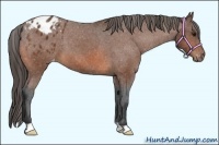 Horse Color:Bay Appaloosa 