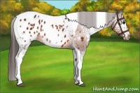 Horse Color:White Spotted Bay Tobiano Appaloosa Rabicano