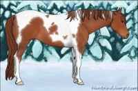 Horse Color:Chestnut Tobiano