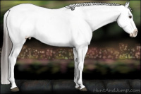 Horse Color:White Spotted Liver Chestnut Sabino Appaloosa 