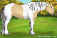 Horse Color:Buckskin Dun Tobiano