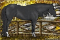 Horse Color:Black and Black
