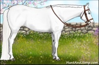 Horse Color:Palomino Pearl Appaloosa 