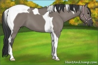 Horse Color:Grullo Tobiano