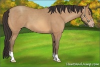 Horse Color:Amber Champagne 