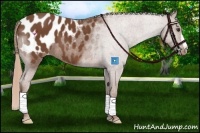 Horse Color:Chestnut Blanket 