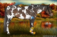Horse Color:White Spotted Liver Chestnut 
