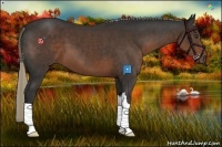 Horse Color:Liver Chestnut 
