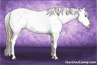 Horse Color:Liver Red Dun Appaloosa 