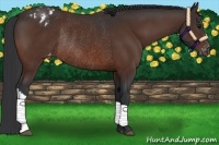 Horse Color:Bay Appaloosa Rabicano 