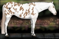 Horse Color:White Spotted Buckskin Appaloosa 
