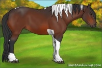 Horse Color:Bay Tobiano 