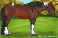 Horse Color:Bay Tobiano