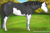Horse Color:Blue Roan Splash Appaloosa 