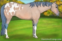 Horse Color:Watercolor Bay Dun Appaloosa 