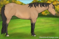 Horse Color:Buckskin 