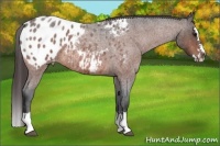 Horse Color:Bay Roan Splash Appaloosa 