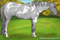 Horse Color:White Spotted Blue Roan Appaloosa