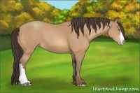 Horse Color:Amber Champagne