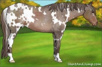 Horse Color:White Spotted Liver Chestnut Blanket Rabicano 