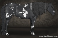 Horse Color:White Spotted Black
