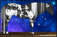 Horse Color:White Spotted Black 