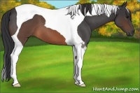 Horse Color:Brown Roan Tobiano