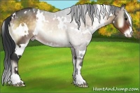 Horse Color:White Spotted Bay Onyx Sabino