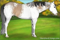 Horse Color:White Spotted Bay Roan Dun Splash 