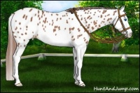 Horse Color:Red Roan Splash Appaloosa 