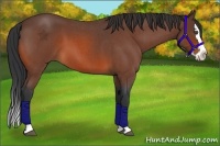 Horse Color:Bay Roan Splash